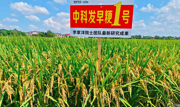 &ldquo;中科发早粳1号&rdquo;测产平均亩产破600公斤