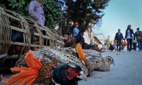 我国全面禁止非法野生动物交易、革除滥食野生动物陋习