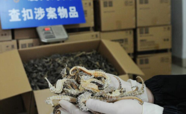 海关连破犀牛角、海马干和绿鬣蜥等野生动物及其制品走私大案