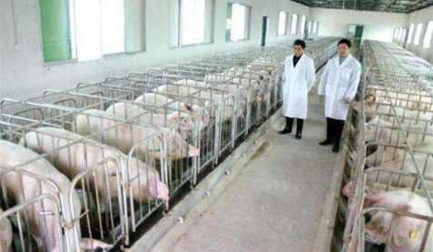 农业农村部：全国生猪生产继续保持恢复向好态势