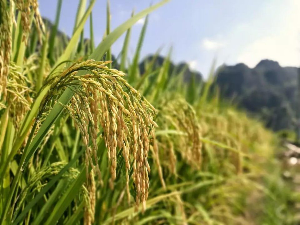 中储粮湖南分公司：湖南稻谷生产消费结余量预计进一步扩大
