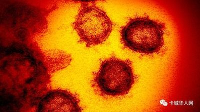 《美国科学院院报》:新冠A类病毒更多发现于美澳病例