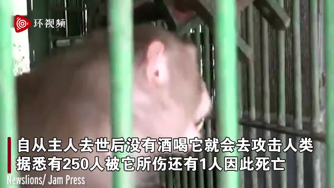 关动物园3年仍异常好斗 印度一杀人猴子将被终生囚禁