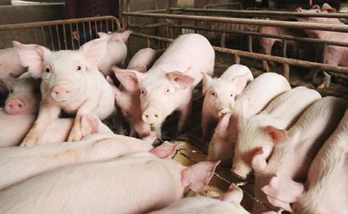 江苏出台细则促生猪复产：新增出栏1万头奖励100万元