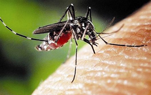 美国研究首次证实新冠病毒不能通过蚊子传播