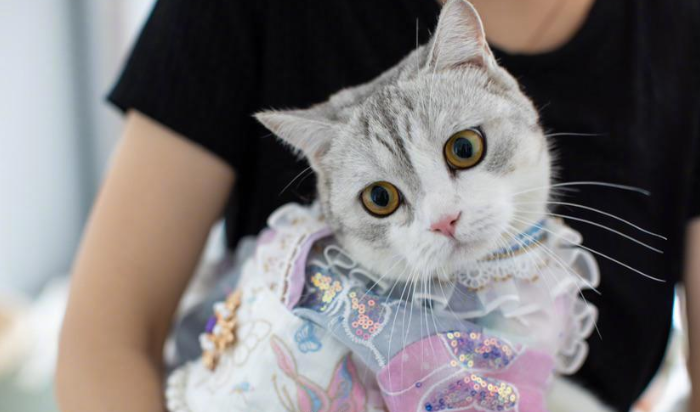 湖南90后女孩辞职给猫做汉服 月收入超7万
