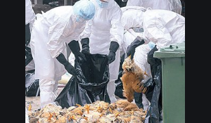 新冠病例激增之际，澳大利亚又暴发H7N7禽流感