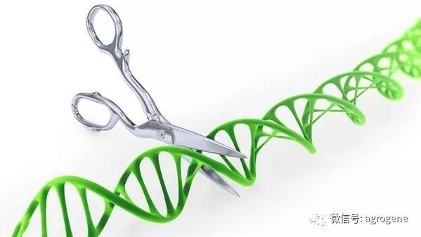 多国科学家强调：基因组编辑技术尚不能安全用于人类