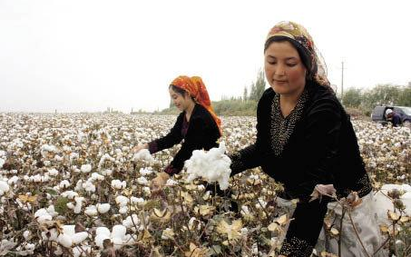 美媒:特朗普政府考虑&ldquo;新疆棉花禁令&rdquo; 最早周二发布