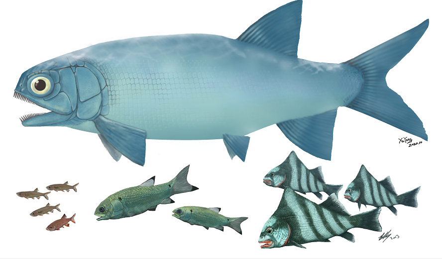 云南发现暴鱼化石 见证三叠纪海洋生物复苏