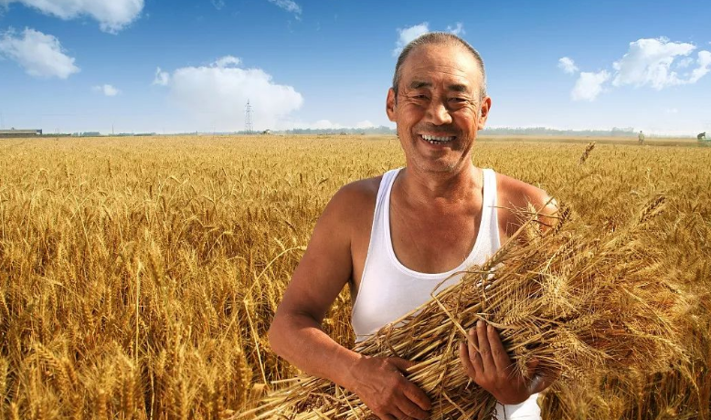 我国人均粮食占有量超470公斤 远高于国际公认安全线