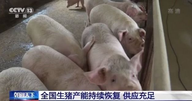 全国生猪产能持续恢复 供应充足