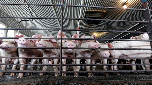 英媒：中国新型养猪场或颠覆世界猪肉贸易