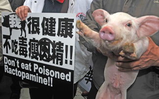 台湾开放含瘦肉精美猪进口 美国跳出来鼓掌了