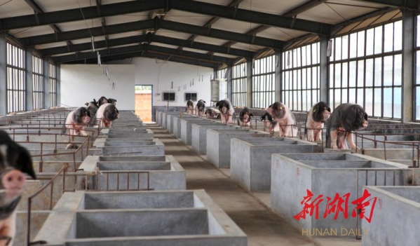 生猪活体可抵押贷款 农业农村部推介湖南经验