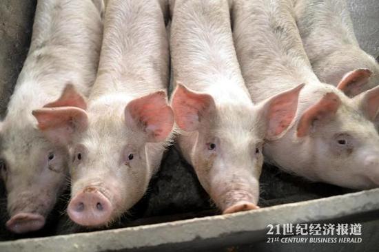 超八成中国猪肉来自国外引种 本土猪种濒临灭绝