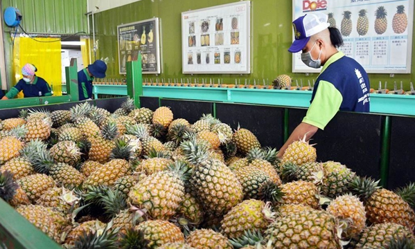 台湾菠萝被叫停是&ldquo;大陆打压&rdquo;？专家回应