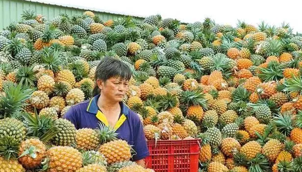 台媒报凤梨&ldquo;新突破&rdquo;：2吨销往澳大利亚，运费比水果贵