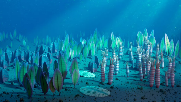 这个5.55亿年前的海洋生物基因仍存在人体中