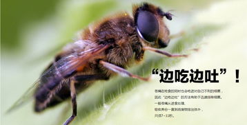 苍蝇落在食物上为什么先搓脚？看完整个人都不好了
