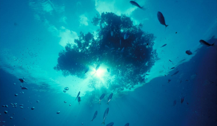 赤道水域越来越热，海洋生物加速向两极迁移