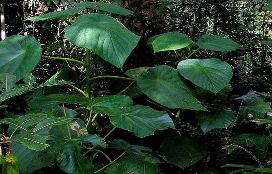 让人最痛的植物：有人用它擦屁股后开枪自杀 英国却想用它造武器
