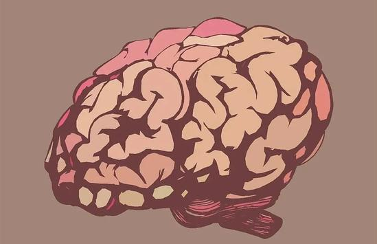 视力提升50倍后的世界长什么样？不同动物交换大脑又会怎样？