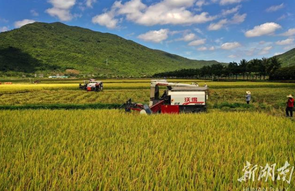 袁隆平超级杂交稻&ldquo;超优千号&rdquo;高产攻关测产传喜讯：平均亩产1004.83公斤