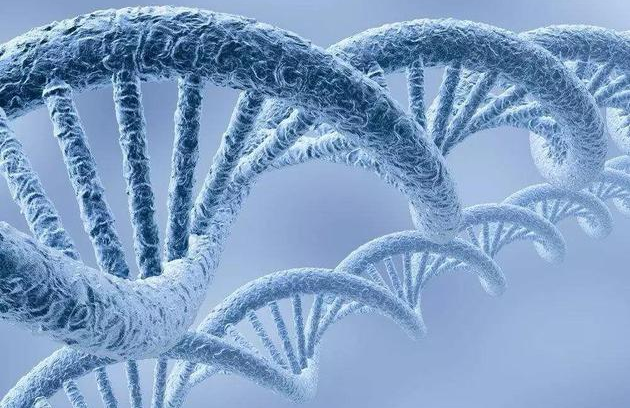 为什么有的人会长命百岁：身体更有效的修复DNA
