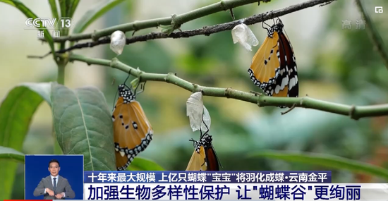 上亿只蝴蝶将在云南爆发！北美某蝶：见怪不怪