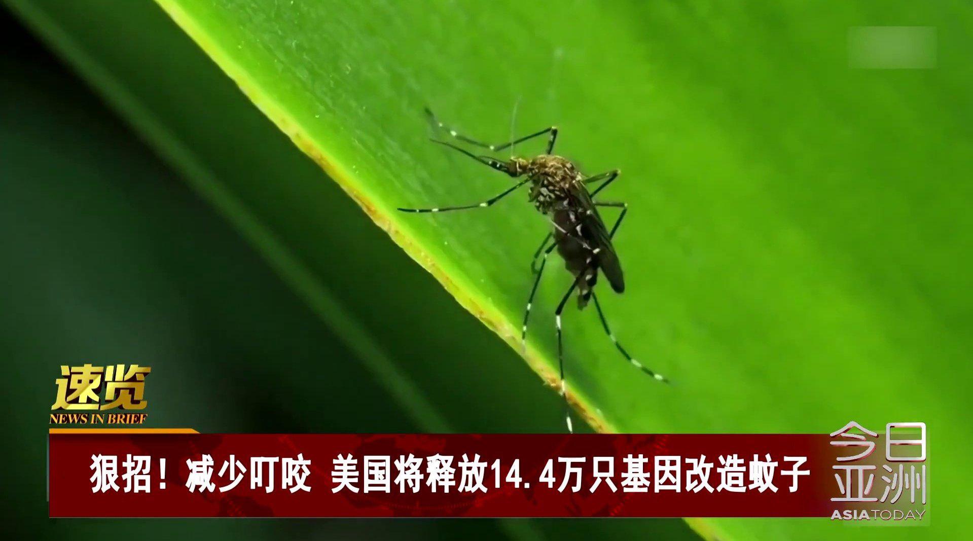 欢迎蚊子！新研究证明它们可以帮忙揭开人类大脑的奥秘