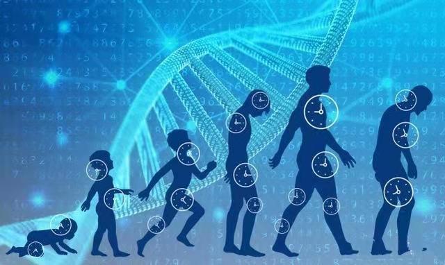 人类寿命极限是多少岁？研究：人最多能活150岁