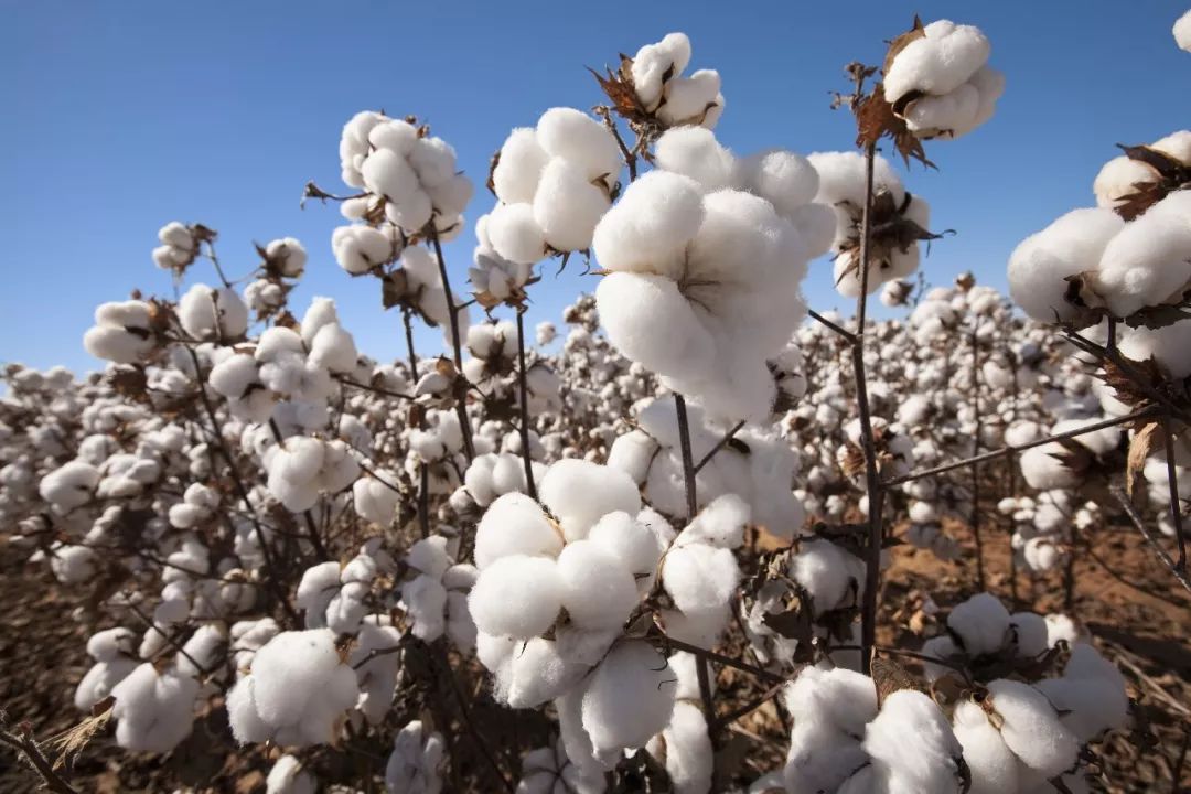 澳媒：澳大利亚棉花产量回升，可最大的中国市场没了