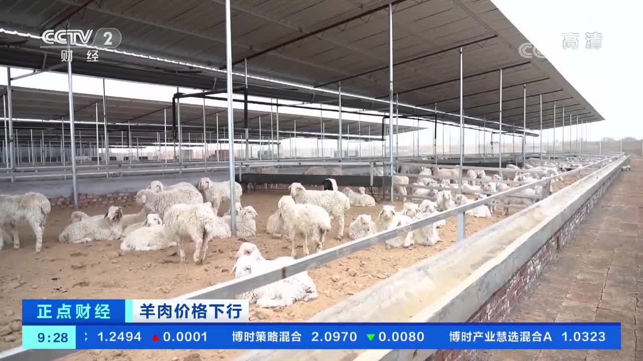 生猪均价连续22周下跌：猪肉价格下跌带动羊肉价格下跌