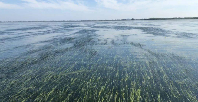 益阳大通湖治理催生水草新产业 省内外销售额今年可突破1000万元