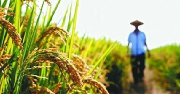 为一家一户种粮解难题 湖南涌现3.6万多个&ldquo;田保姆&rdquo;