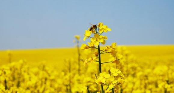 &ldquo;产需对接&rdquo;助农增收 湖南十大油菜种植品种发布