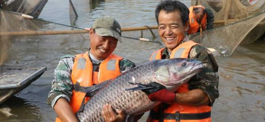 湖南君山濠河起鱼 68斤鱼王拍出1.96万