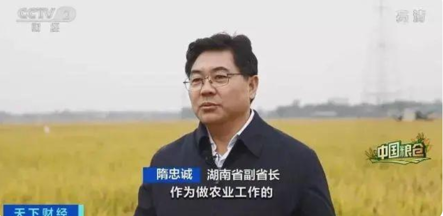 丰收！湖南每年提供杂交水稻种子8000多万公斤！