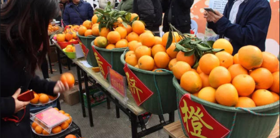 溆浦脐橙不再&ldquo;贴牌&rdquo;卖