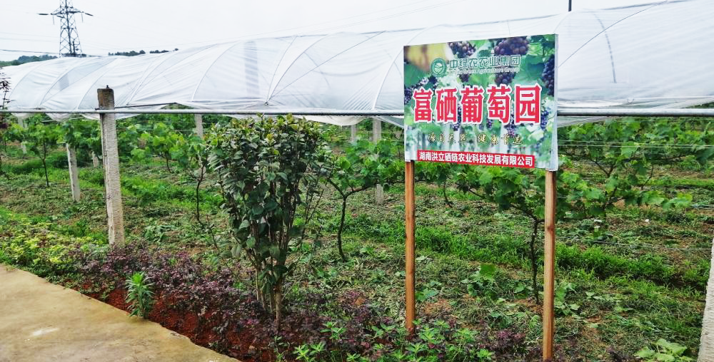 湖南富硒产业年总产值达470亿元