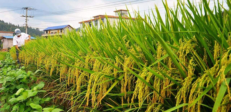 长沙种企喜迎销售&ldquo;开门红&rdquo; 隆平高科一场会议订单超千万元
