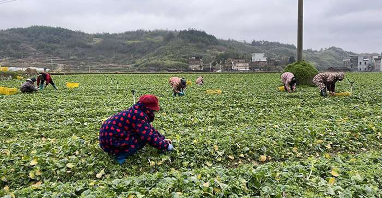 湖南供港蔬菜企业抓紧生产 保障香港&ldquo;菜篮子&rdquo;稳定